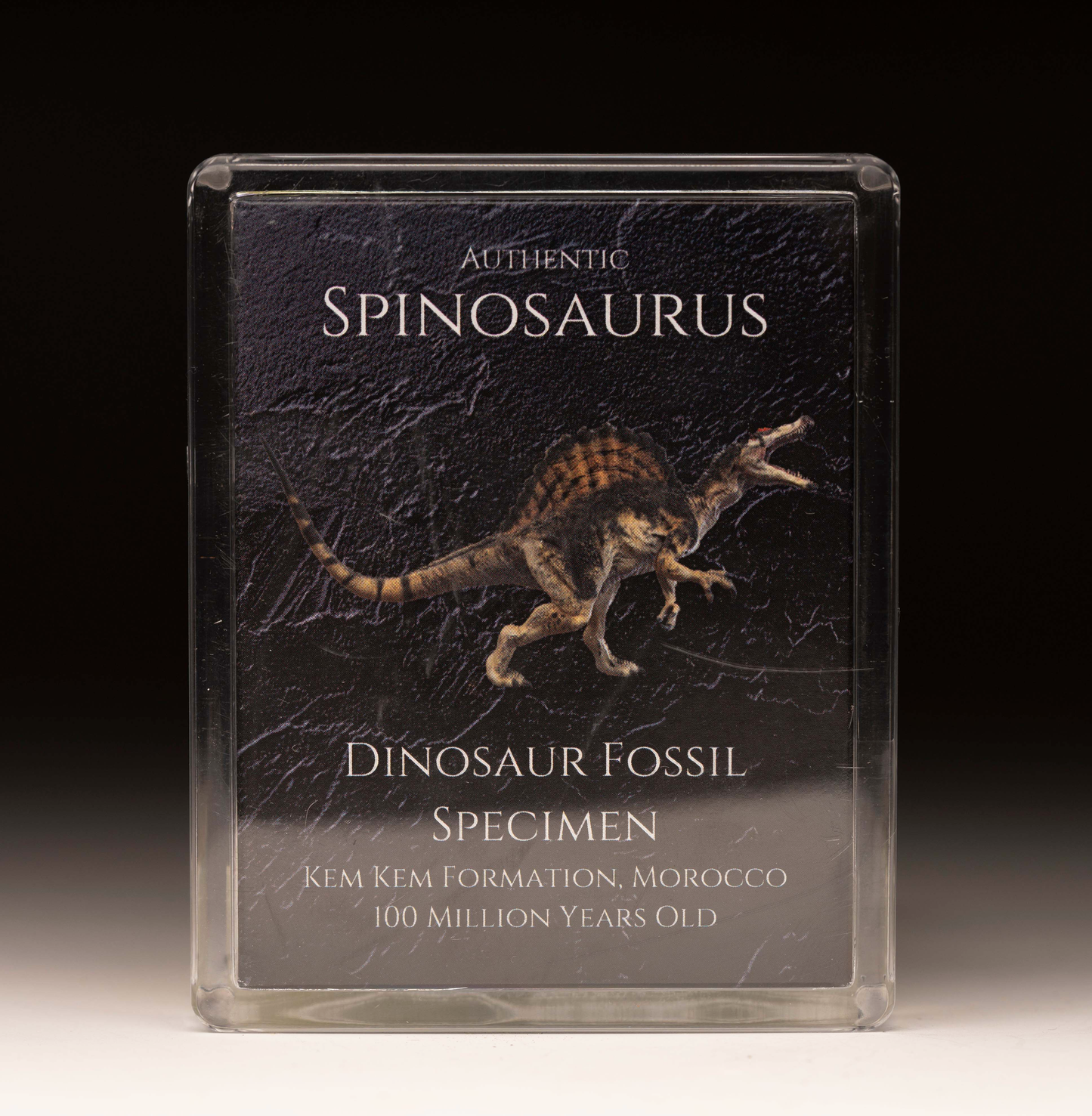 Caja de fósiles de espinosaurio