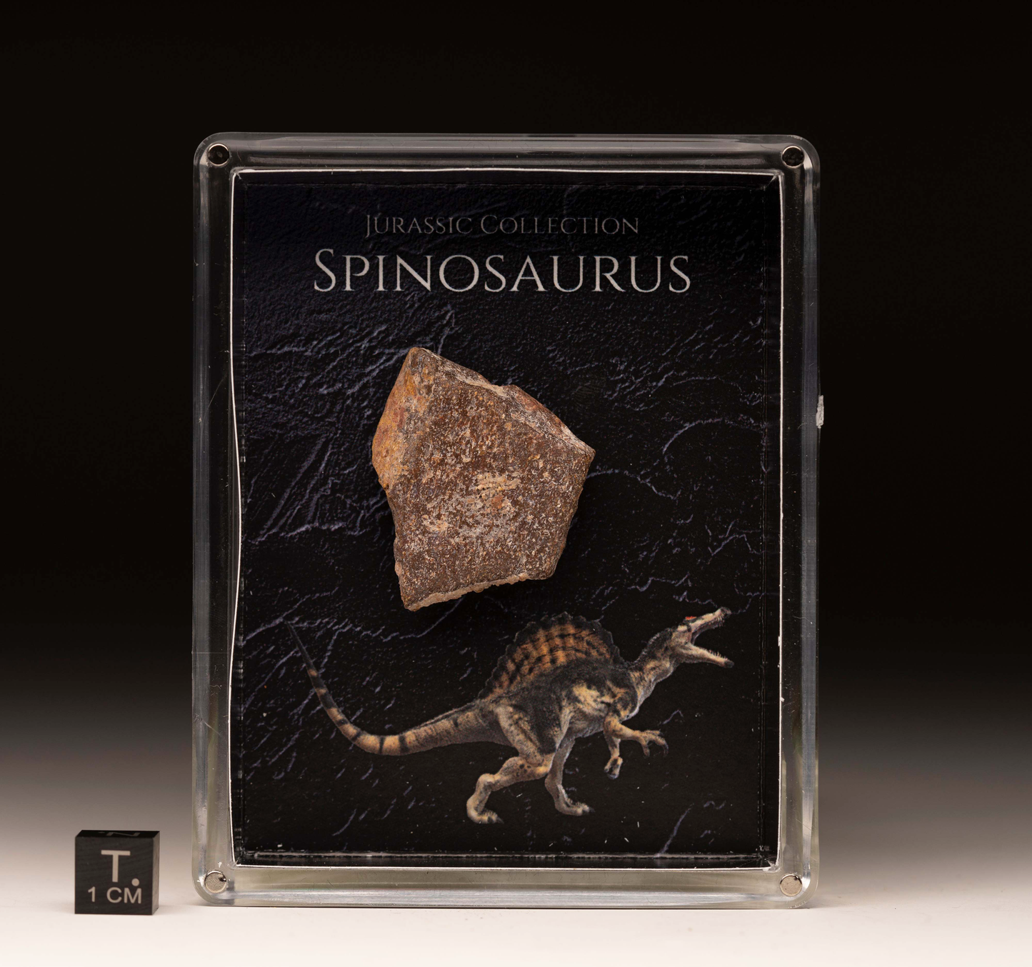 Caja de fósiles de espinosaurio