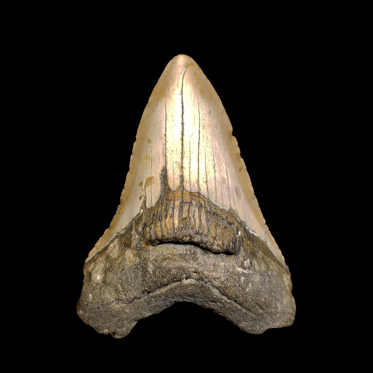 Megalodon Tooth From South Carolina, USA // 4"-5" High // Ver. 1