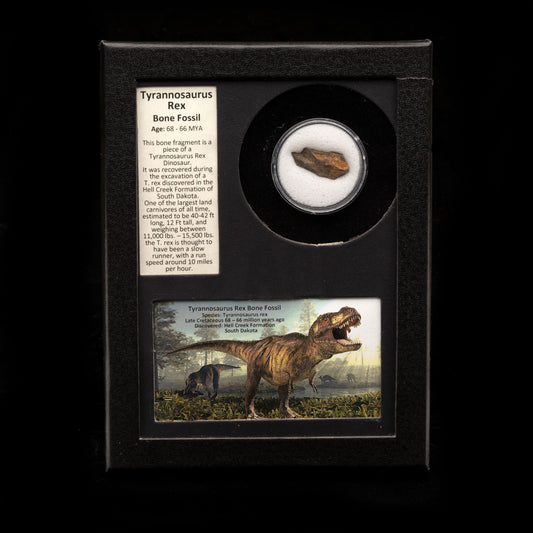 Tyrannosaurus Rex Fossil in Collector's Box