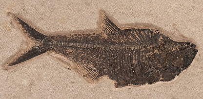 Fossilized Diplomystus in Limestone // 15 Lb.