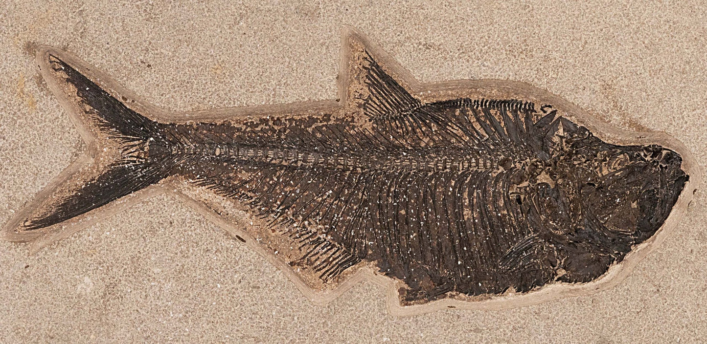 Diplomystus fosilizado en piedra caliza // Ver. 2