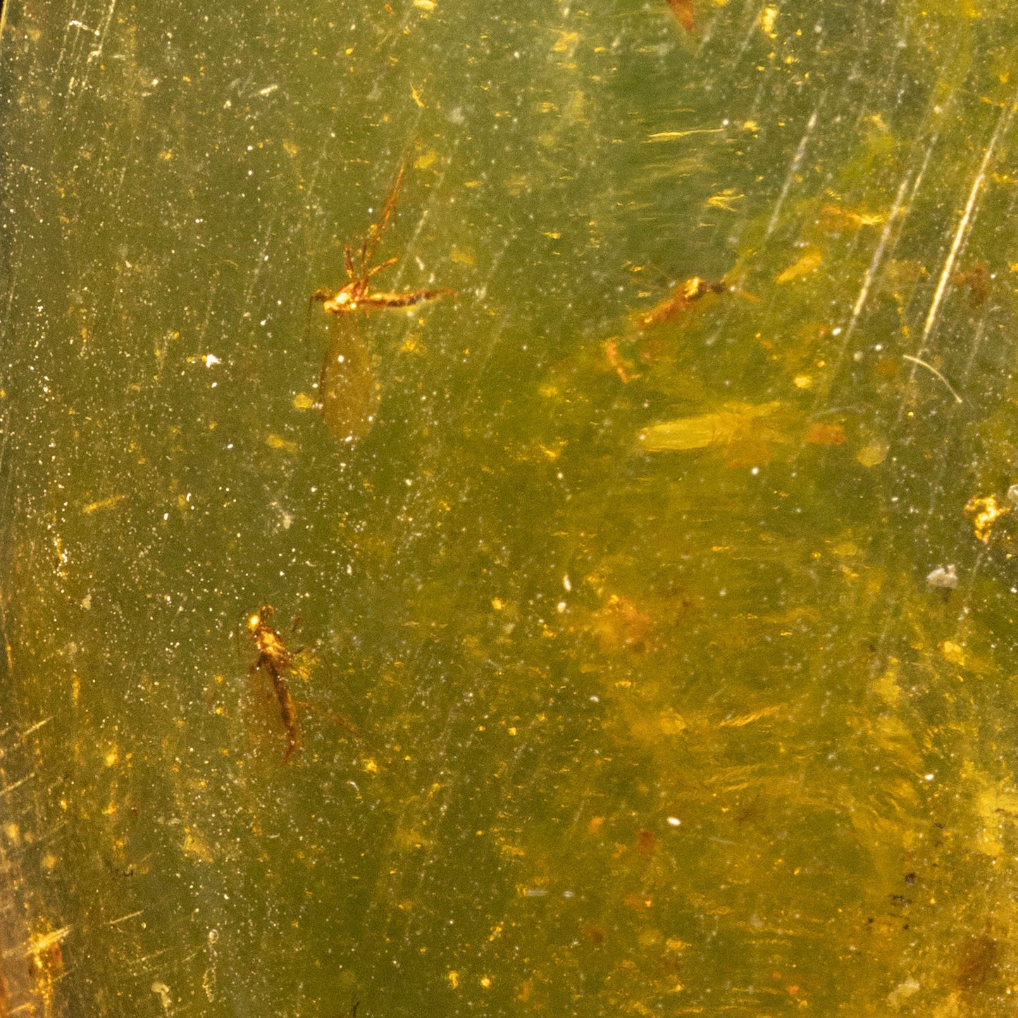 Baltic Amber With Non-Biting Midge and Gnats // 6.03 Grams