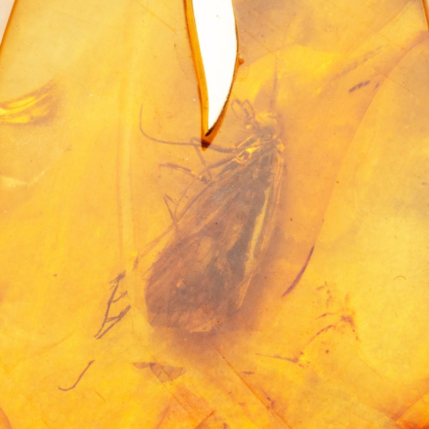 Amber Pendant With Lepidopteran // 1.62 Grams