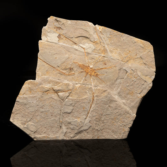 Jurachresmoda Insect Fossil // 299 Grams