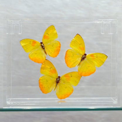 Butterflies in Display Box // Ver. 3