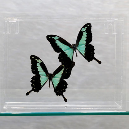 Butterflies in Display Box // Ver. 4