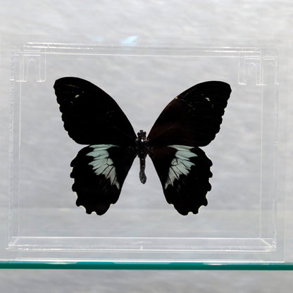 Butterfly in Display Box // Ver. 3