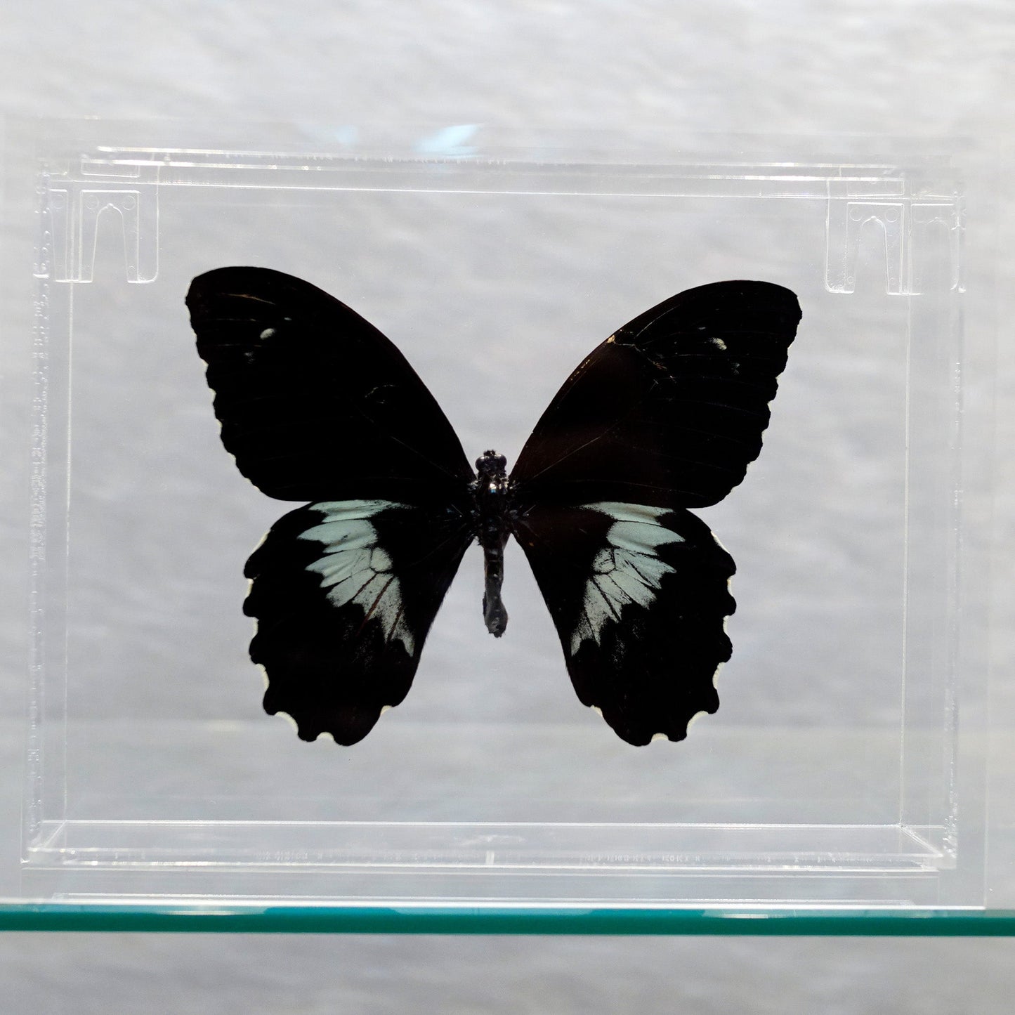 Mariposa en caja expositora // Ver. 3