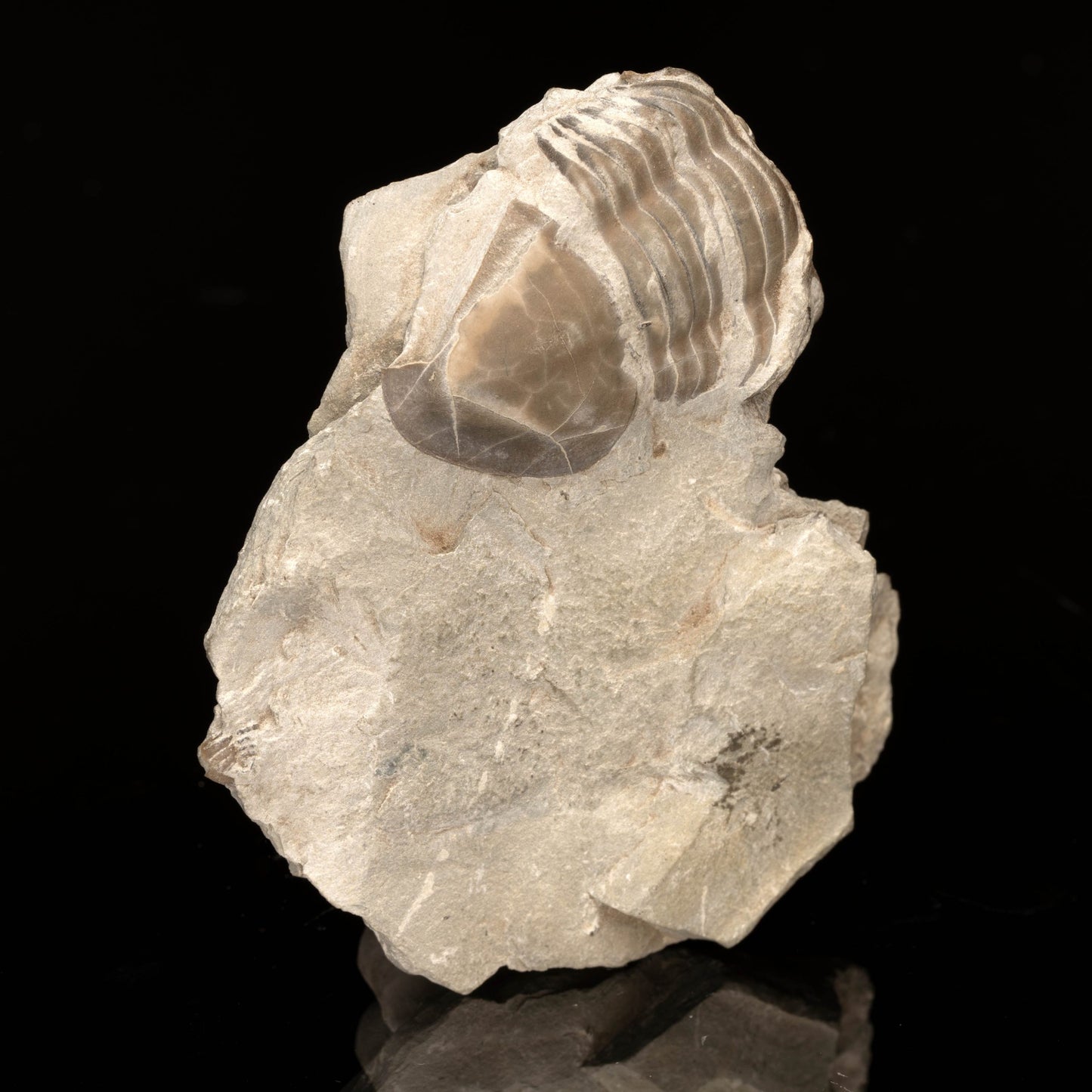 Isotelus Maximus Trilobite // 73.2 Grams