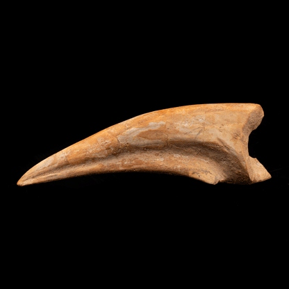 Spinosaurus Toe Claw // 4-3/8" Long