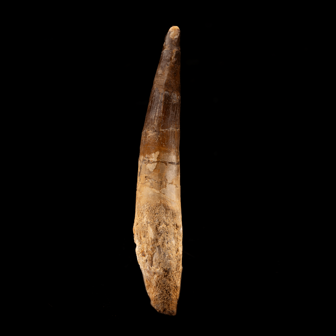 Spinosaurus Tooth // 4-7/8" Long