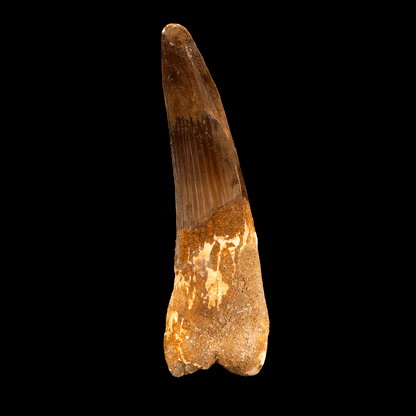 Spinosaurus Tooth // 4-5/8" Long