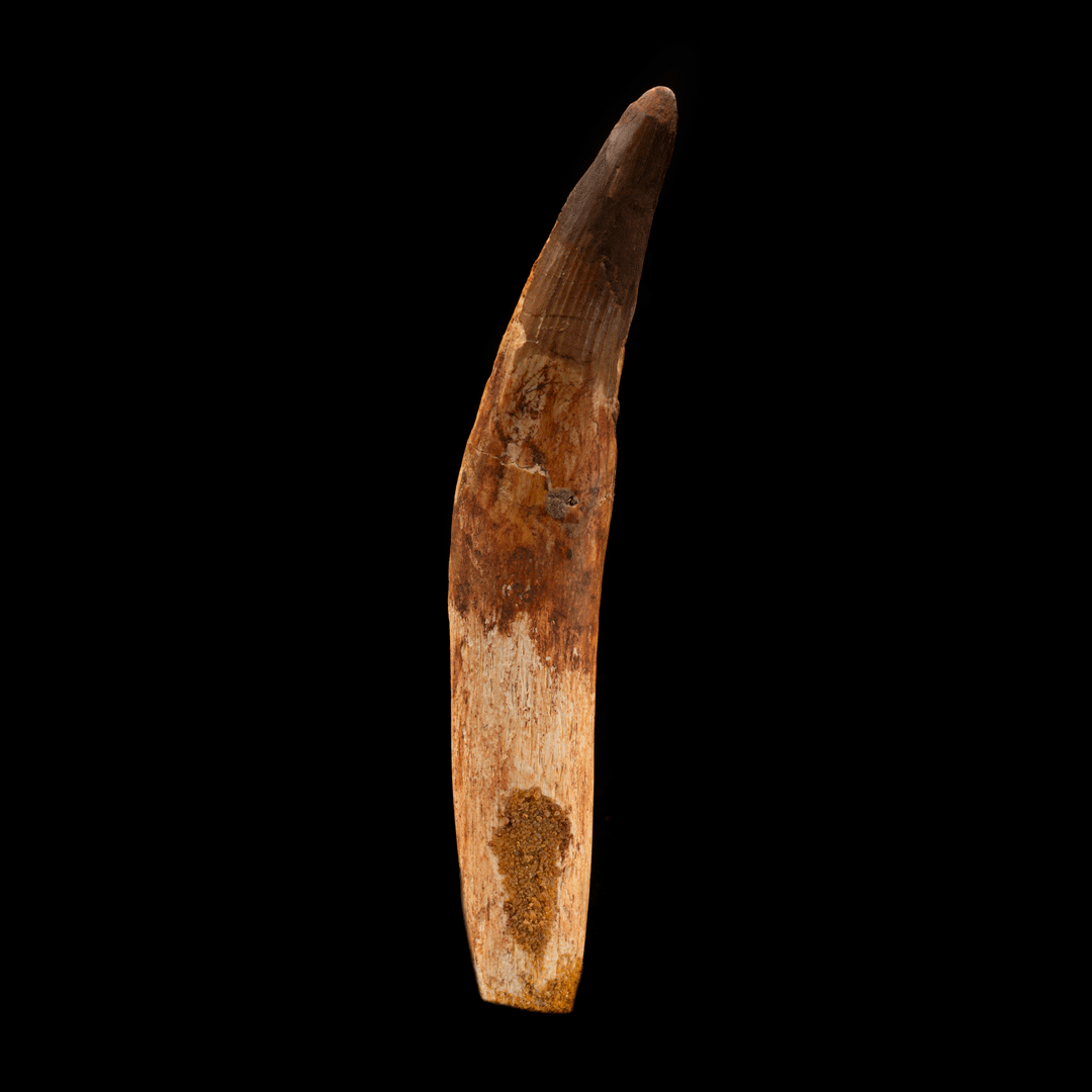 Spinosaurus Tooth // 5-3/4" Long