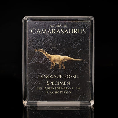 Camarasaurus Fossil Box