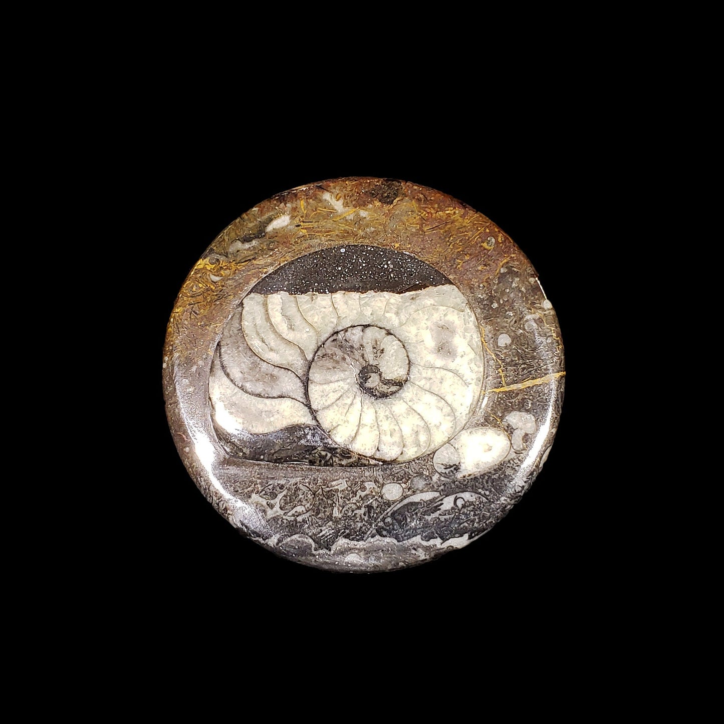 Ammonite and Belemnite Small Circular Container