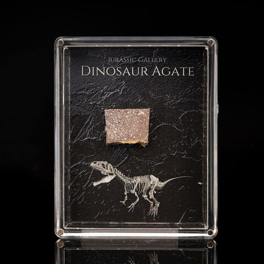 Caja de fósiles de ágata de dinosaurio