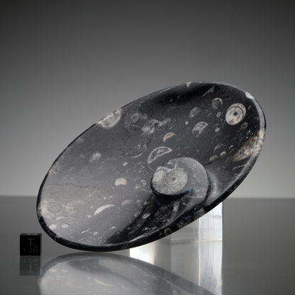 Ammonite and Belemnite Oval Dish // Ver. 1