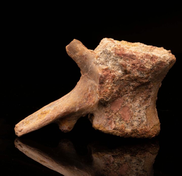 Spinosaurus Vertebra // 1.30 Lb. // Cretaceous Period