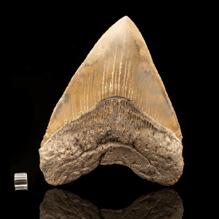 Megalodon Tooth // 6" High // Ver. 1 - Image 2