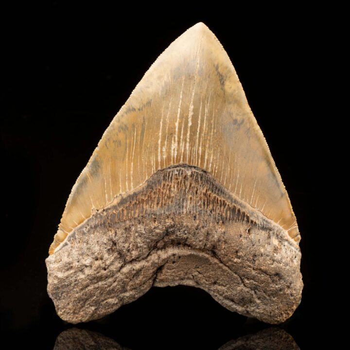 Megalodon Tooth // 6" High // Ver. 1