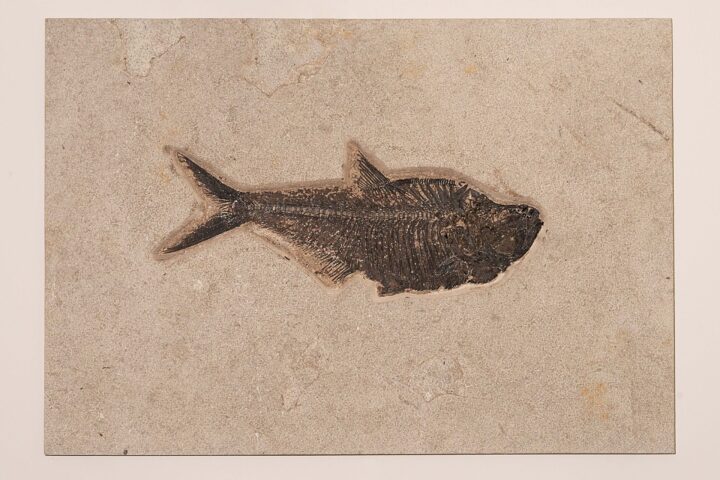 Fossilized Diplomystus in Limestone // Ver. 2