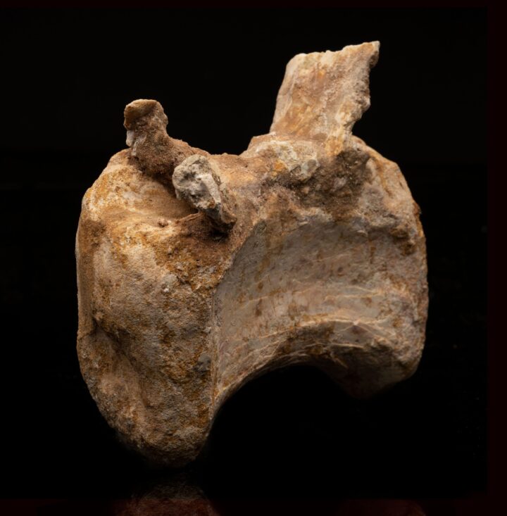 Spinosaurus Vertebra // 476 Grams - Image 2