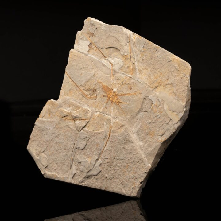 Jurachresmoda Insect Fossil // 299 Grams - Image 2
