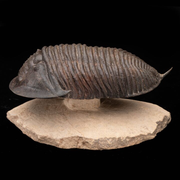 Burmeisterella Trilobite // 3.17 Lb. - Image 3