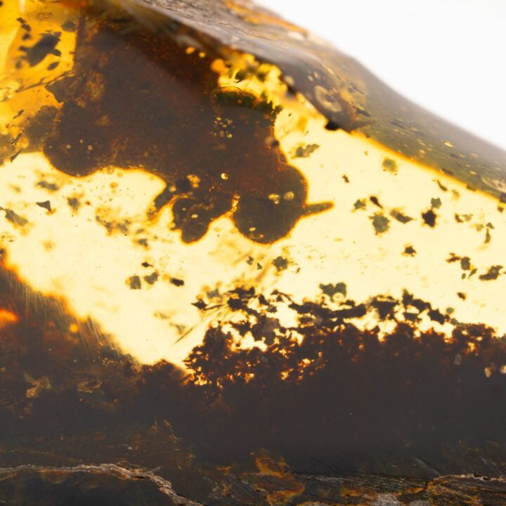 Mexican Amber With Bee // 48.27 Grams - Image 4