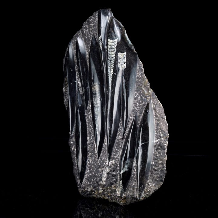 Hand‑Carved Belemnite Orthoceras Statue