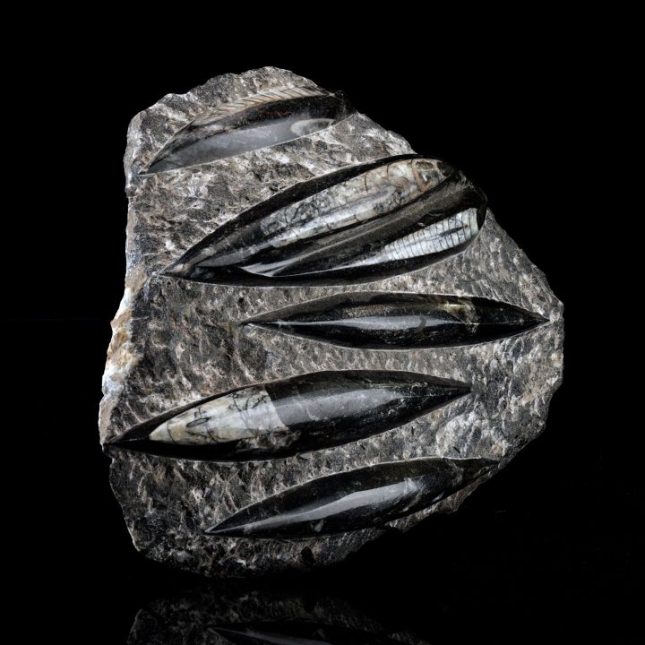 Hand‑Carved Belemnite Orthoceras Statue