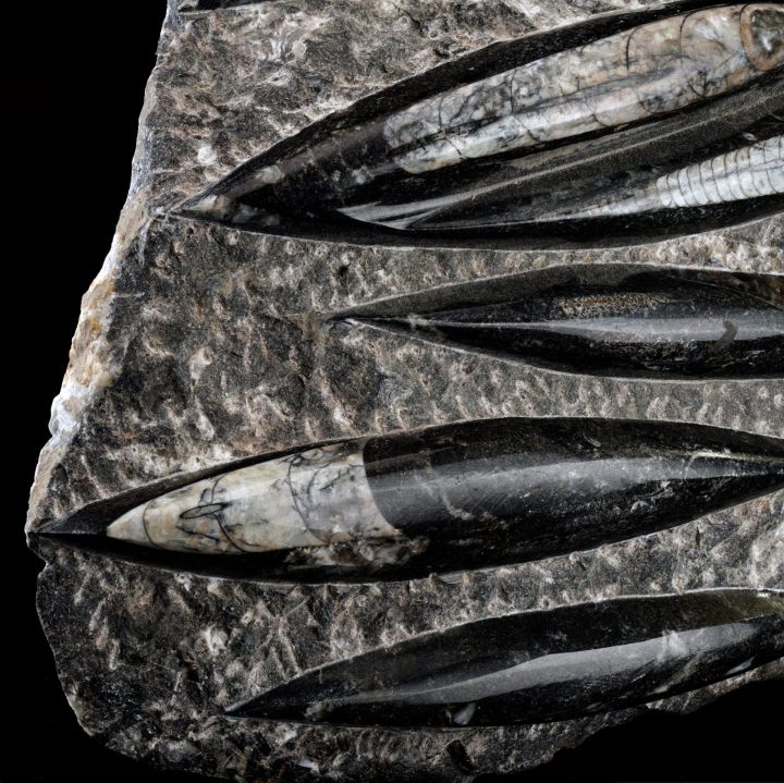 Hand‑Carved Belemnite Orthoceras Statue