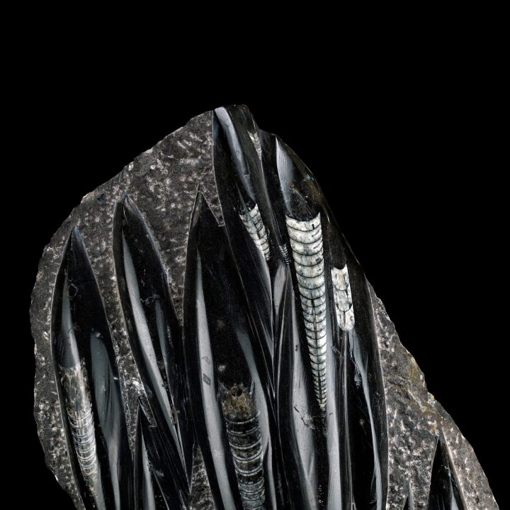 Hand‑Carved Belemnite Orthoceras Statue