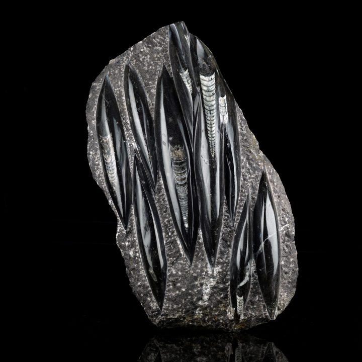 Hand‑Carved Belemnite Orthoceras Statue