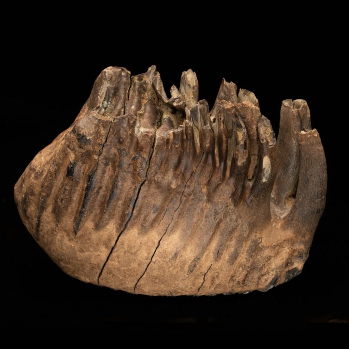 Woolly Mammoth Molar And Root // 2.95 Lb. - Image 6