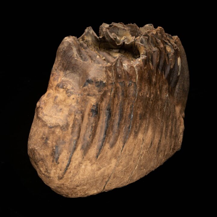 Woolly Mammoth Molar And Root // 2.95 Lb. - Image 5