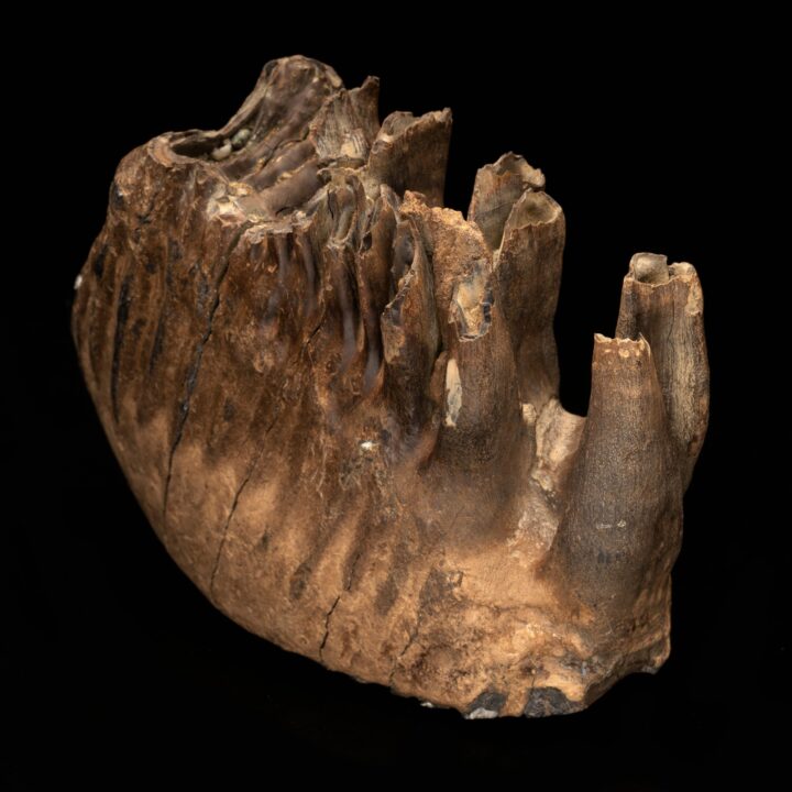 Woolly Mammoth Molar And Root // 2.95 Lb. - Image 4