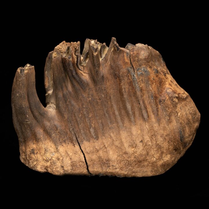 Woolly Mammoth Molar And Root // 2.95 Lb. - Image 3