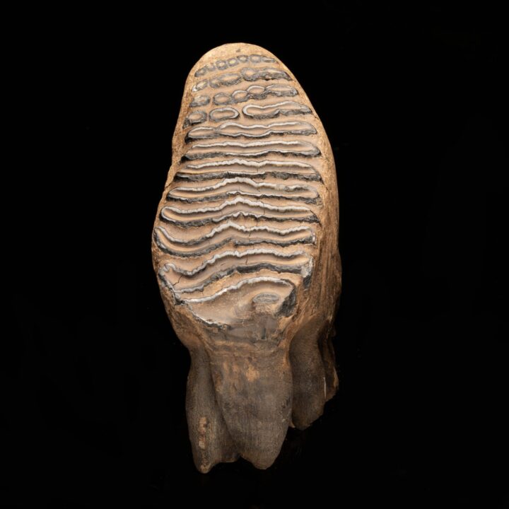 Woolly Mammoth Molar And Root // 2.95 Lb.