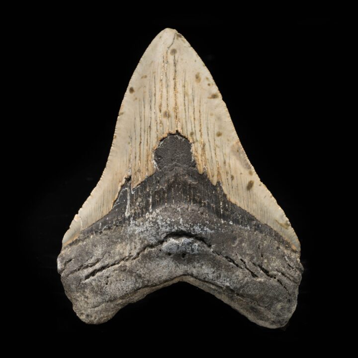 Megalodon Tooth From South Carolina, USA // 4-7/8" High