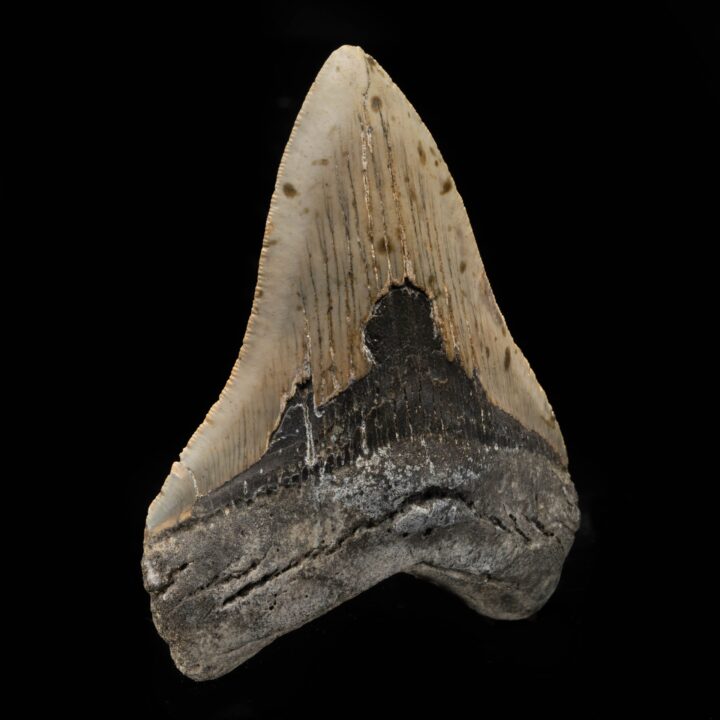 Megalodon Tooth From South Carolina, USA // 4-7/8" High - Image 2