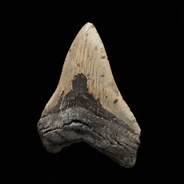 Megalodon Tooth From South Carolina, USA // 4-7/8" High - Image 3