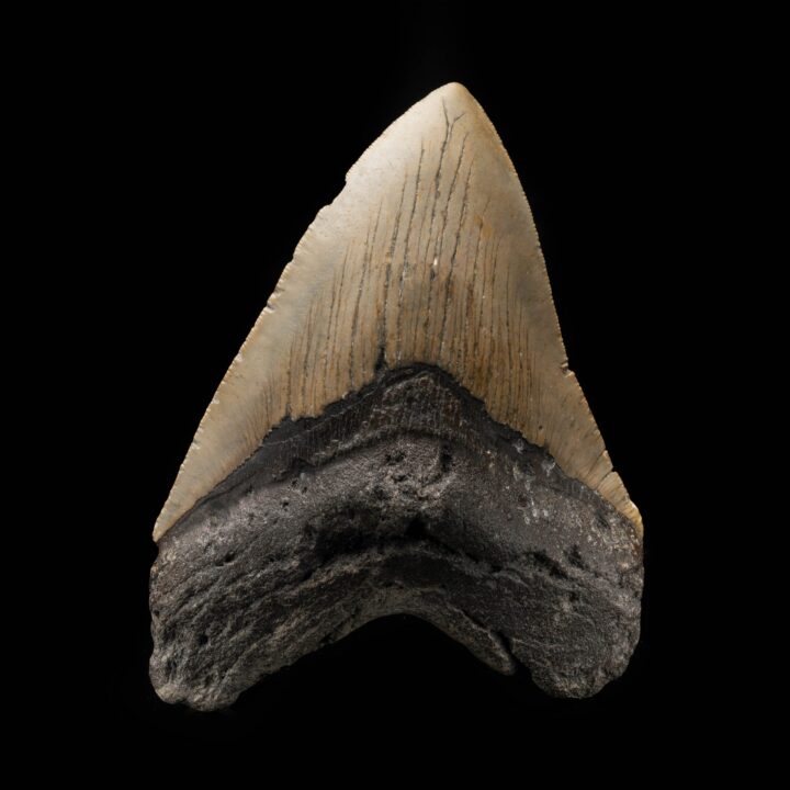 Megalodon Tooth From South Carolina, USA // 5" High // Ver. 2
