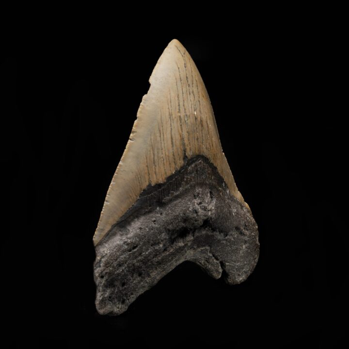 Megalodon Tooth From South Carolina, USA // 5" High // Ver. 2 - Image 2