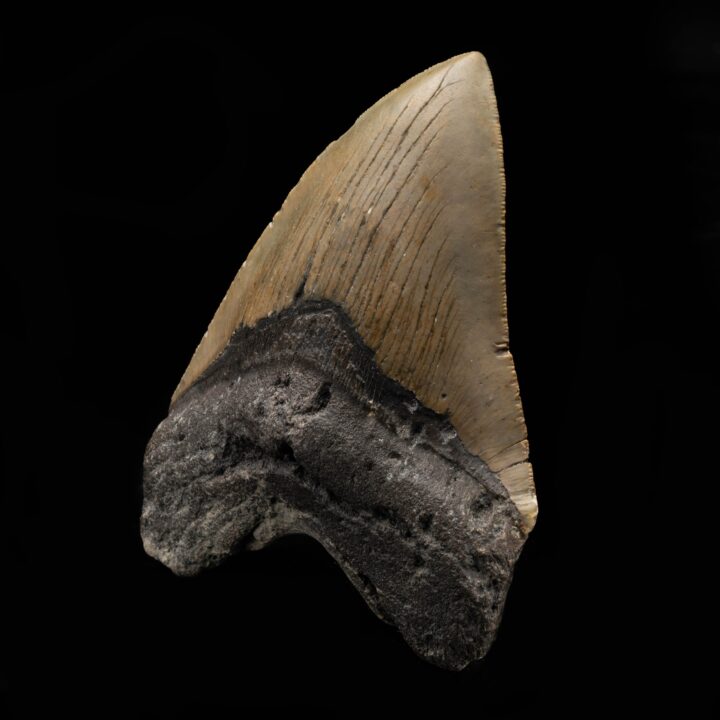 Megalodon Tooth From South Carolina, USA // 5" High // Ver. 2 - Image 3