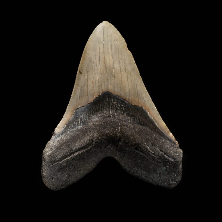Megalodon Tooth From South Carolina, USA // 5.67" High