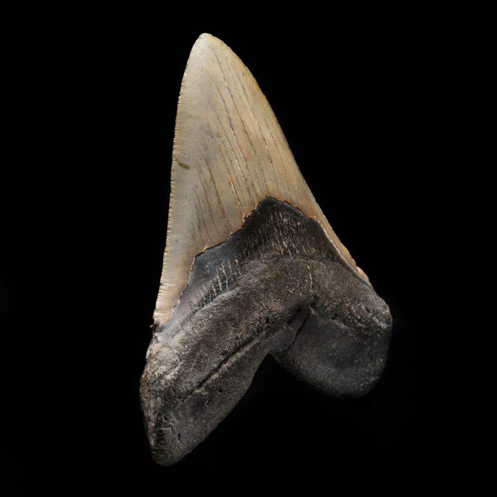 Megalodon Tooth From South Carolina, USA // 5.67" High - Image 2