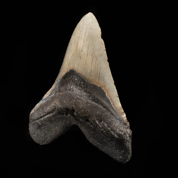Megalodon Tooth From South Carolina, USA // 5.67" High - Image 3