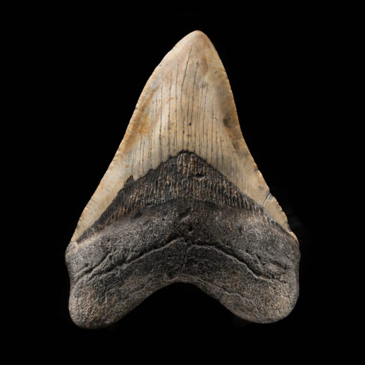 Megalodon Tooth From South Carolina, USA // 5" High // Ver. 1